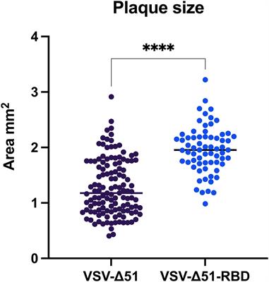 SARS-CoV-2 RBD protein enhances the oncolytic activity of the vesicular stomatitis virus